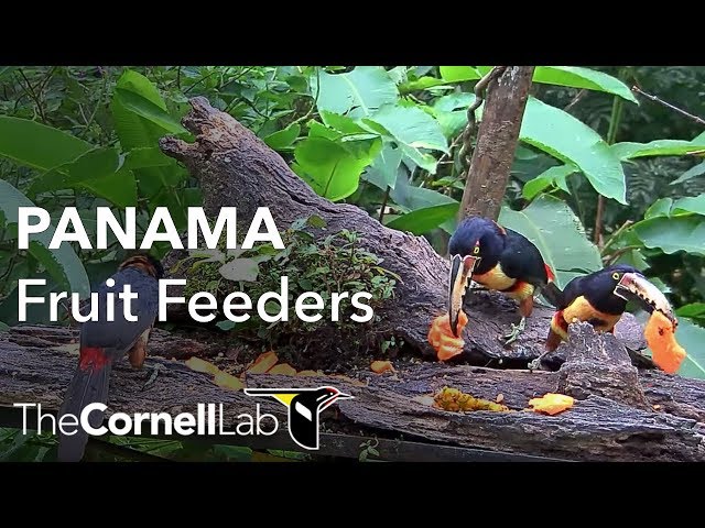 Panama Fruit Feeder Cam at Canopy Lodge | Cornell Lab