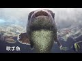 沖縄 動画写真4c