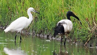 1101019 The African sacred ibis is an alien species in Taiwan.