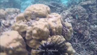 Smartline Eriyadu House Reef 2017