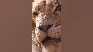 مشهد لن ينسى قتل سكار للملك موفاسا 