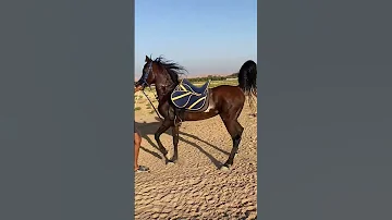 الحصان رماح الجمال كله السمان خيل حصان 