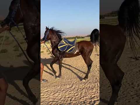 الحصان رماح الجمال كله السمان خيل حصان