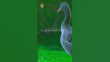 الآيات من 13 إلى 16 من سورة الشعراء بصوت الشيخ #بلال_دربالي
