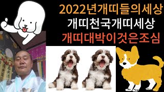 개띠 개띠신수 개띠운세 개띠 대박  개띠 조심 2022