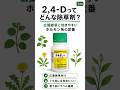 【除草剤】2,4-Dについて #除草剤 #農業 #雑草 #雑草対策