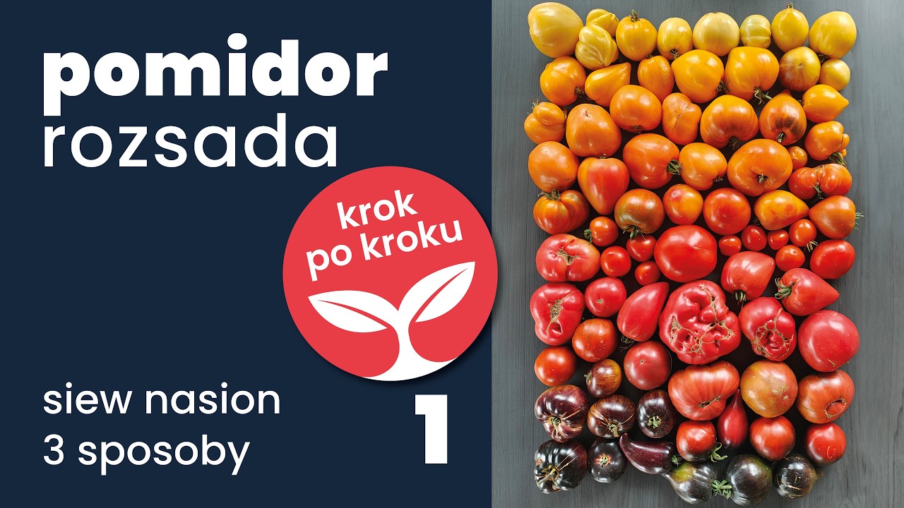 Pomidor KROK PO KROKU część 1 – sianie nasion – 3 sposoby