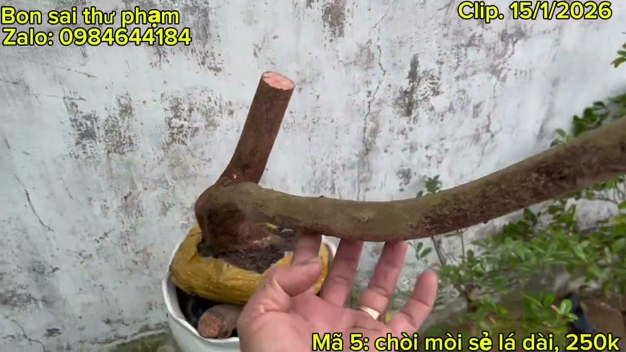 Clip, 15/1. Chòi mòi trâu, duối, nho núi rừng, bạch chỉ, nhót, du dẻ, sầm đá, hoa dẻ, 