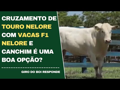 CRUZAMENTO DE TOURO NELORE COM VACAS F1 NELORE E CANCHIM É UMA BOA OPÇÃO?