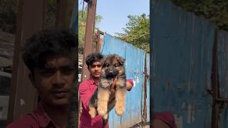 #GermanShepherd #puppy #petcenter #dogbreed #pets #petshub #dog #subscribe #happcustomer #petlover