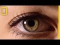 Eyes: The Windows to Your Health | National Geographic
