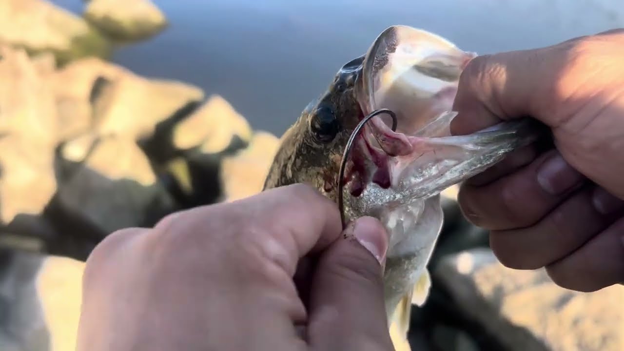 Amazing day of bass fishing “VLOG #2”
