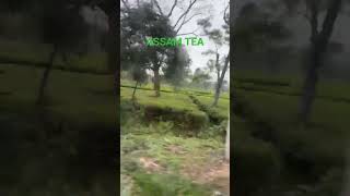Assam Tea – The Taste of Strength
