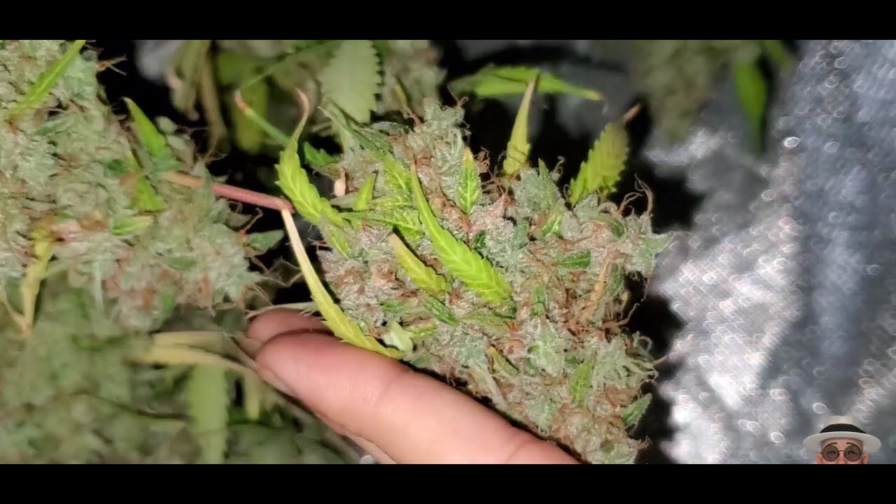 Nukeheads Auto , Harvest Review ( TV420 📺  )