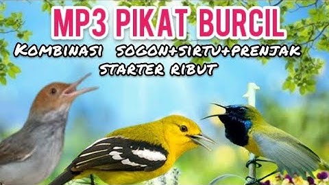 MP3 pikat Burcil Kombinasi Sogon,Prenjak Starter Dan Sirtu Ngekrek
