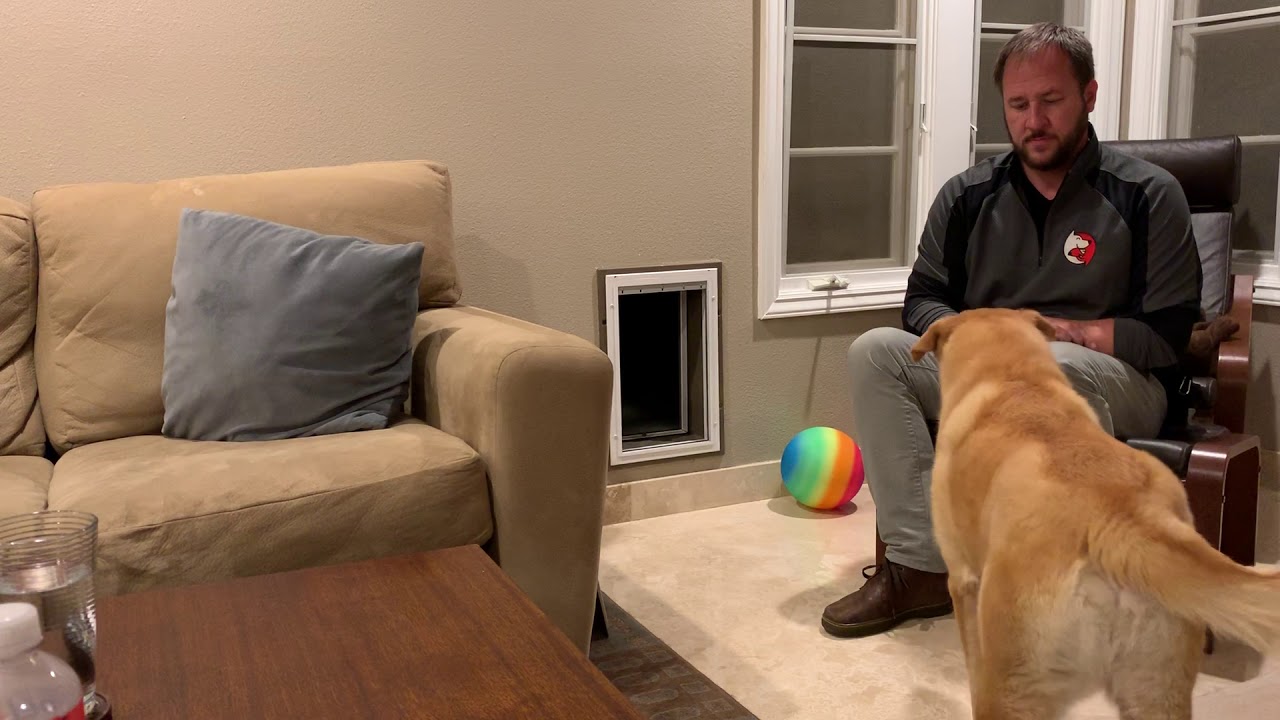 Tips to Help Riley Get Over His Fear of the Dog Door