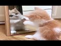 Gatos Graciosos - Videos de Risa de Gatos Chistosos # 78