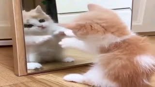 Gatos Graciosos - Videos de Risa de Gatos Chistosos # 78
