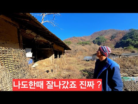 첩첩산 노총각 수년전 천만원짜리 산삼도 여러뿌리 케서 재미봤는데 이제는 귀해요 <strong>산골이야기</strong> ᆢ