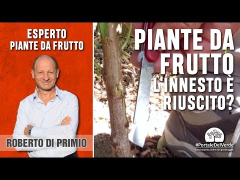 Video: Segni che una pianta è dormiente: come capire se le piante sono dormienti nel giardino