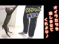 父ちゃんは猫と遊ぶのが苦手？！