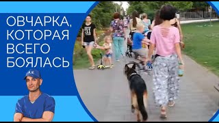 Как сейчас овчарка Герда,которая всего боялась Как сейчас овчарка Герда,которая всего боялась