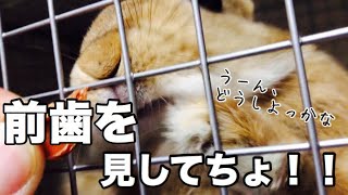 うさぎの歯が折れた？牧草に小石が混入か？ #362