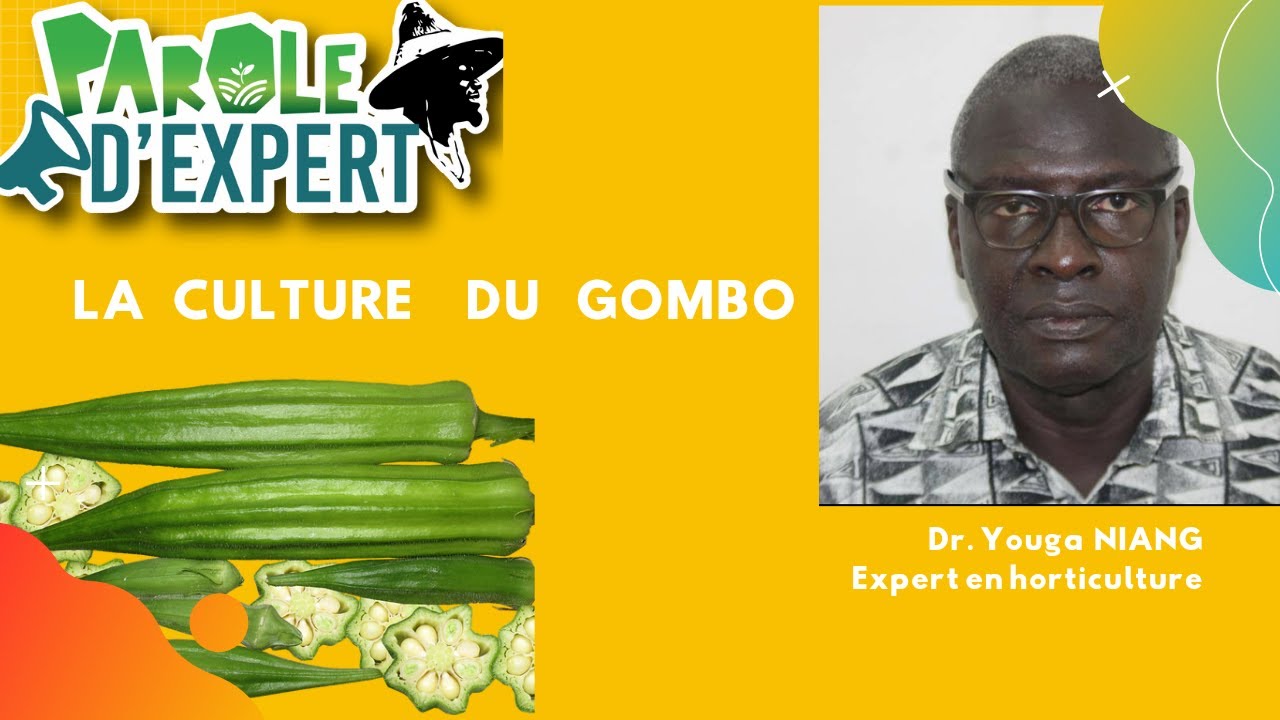 PAROLE D'EXPERT la culture du Gombo