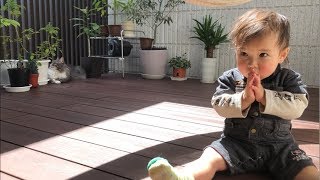 ポカポカ陽気を満喫する猫 ノルウェージャンフォレストキャット Enjoy the good weather.Norwegian Forest Cat.