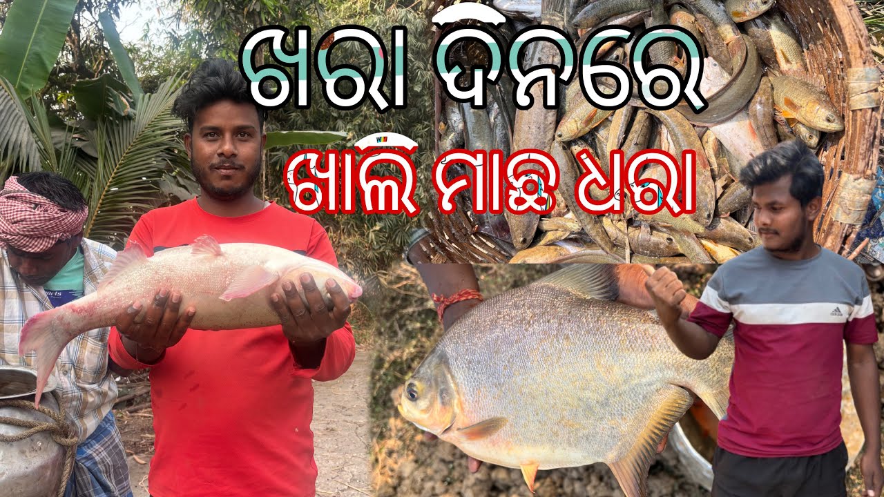 ପୋଖରୀରେ ମାଛ ଧରା🐟#odisha #village #fishing #odia #vlogs - YouTube