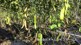 コンカナバリンA 含有！安心な国産の赤なた豆茶を白なた豆茶より早く手配しよう中国産が不安な方に、健康応園の通販ショップ4999_20161020[健康応園動画]