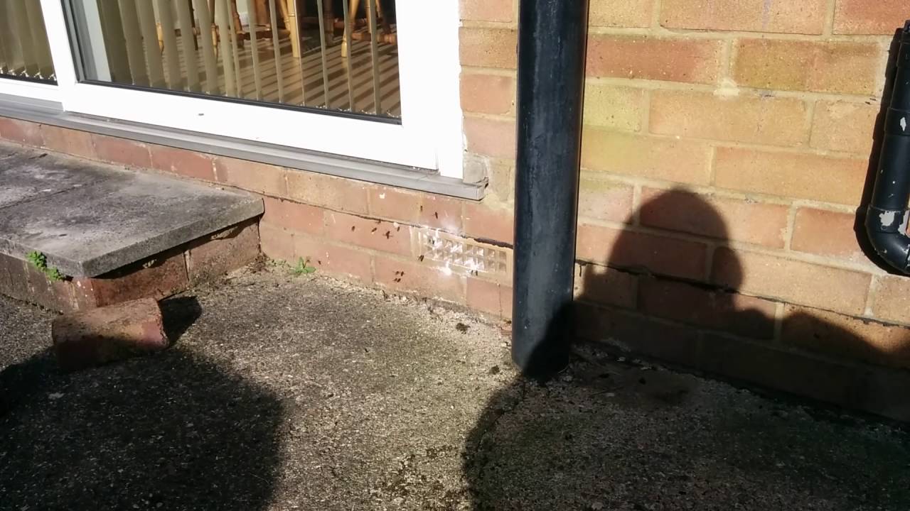 Wasps in air vent. YouTube