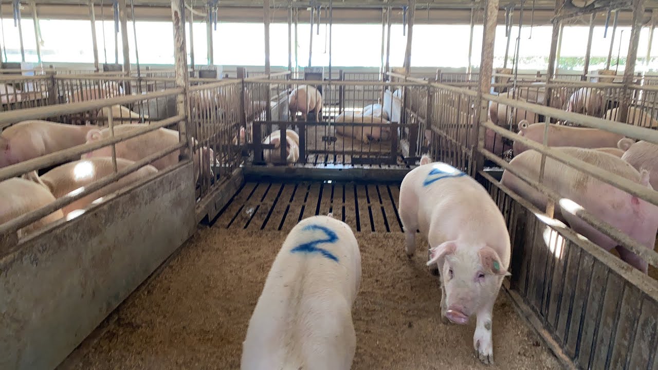 手乗りに注射 豚小屋ツアー 11月21日 Youtube