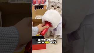 Milo Bisa Nyanyi😸 Inilah Rahasia Kucing Paling Berbakat Abad Ini😸 #kucinglucu #kucing #cat