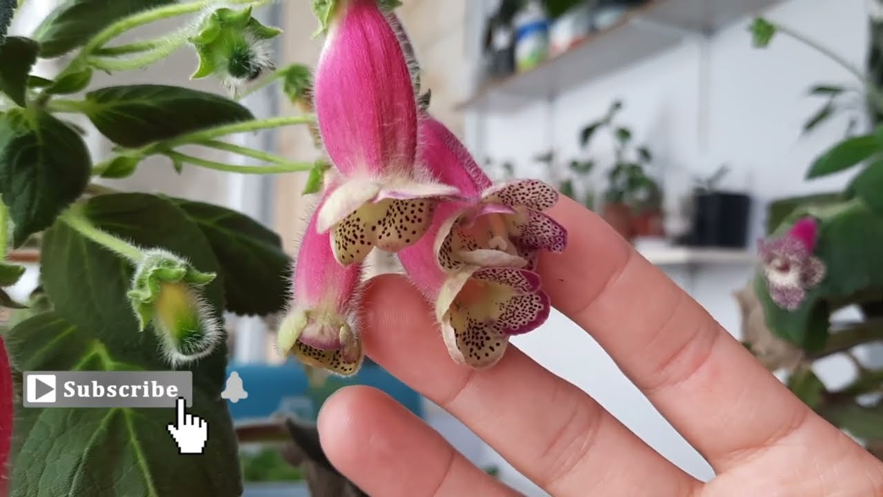 kohleria çiçeği rizom dikimi nasıl olmalı/ japon küpesi / Kohleria Çiçeği hangi toprağı sever.科勒里亞