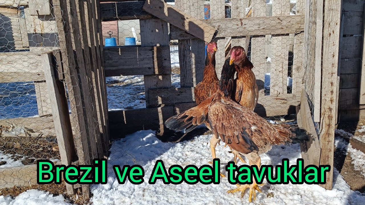Brezil ve yerli tavuklar arasındaki farklar / Orjinal örnekler herşey göz önünde (Kaldırılan video)