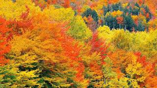 "The Soothing Peace of Autumn" Beautiful Relaxing Music, Peaceful Instrumental Music by Tim Janis screenshot 2