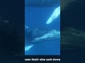 Eye contact with a Humpback