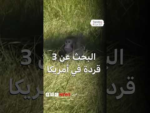 فرار ثلاثة قردة بعد حادث أثناء نقلها يثير قلقا في الولايات المتحدة