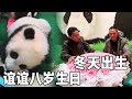 为数不多冬天出生的小熊,谊谊的八岁生日马来西亚的奶爸赶来庆生,送上超大花束和祝福【你好大熊猫】
