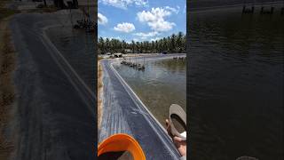 POV feeding baby shrimp #shorts #farmlife #rurallife