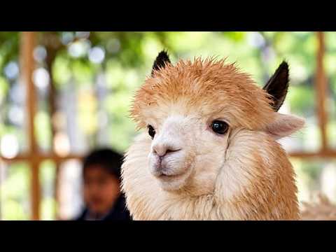 Paquistão: jardim zoológico de Islamabad introduz atração “Café com alpaca”