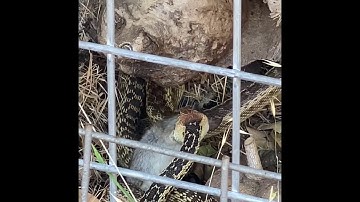 Gopher snake eats a rat.