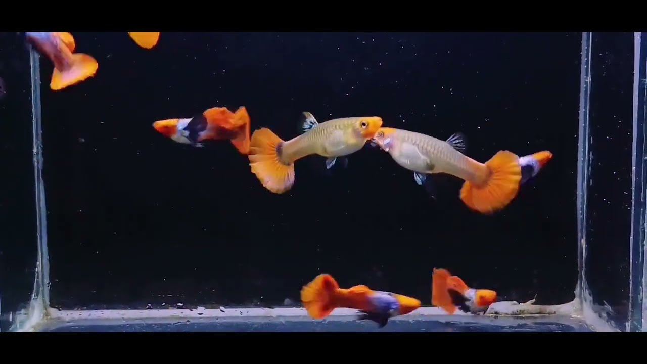 Dumbo Fancy Important Guppy Fishes Breading Fish easy breed..🐠🐠