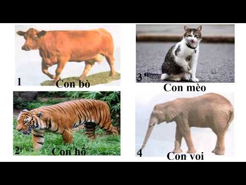 Khối 3 TUẦN 25 TNXH ĐỘNG VẬT