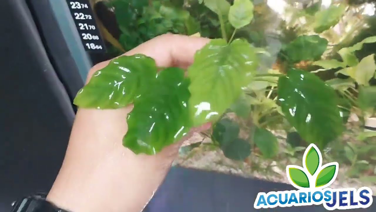 eliminado algas de las anubias fácil con glutaraldehido