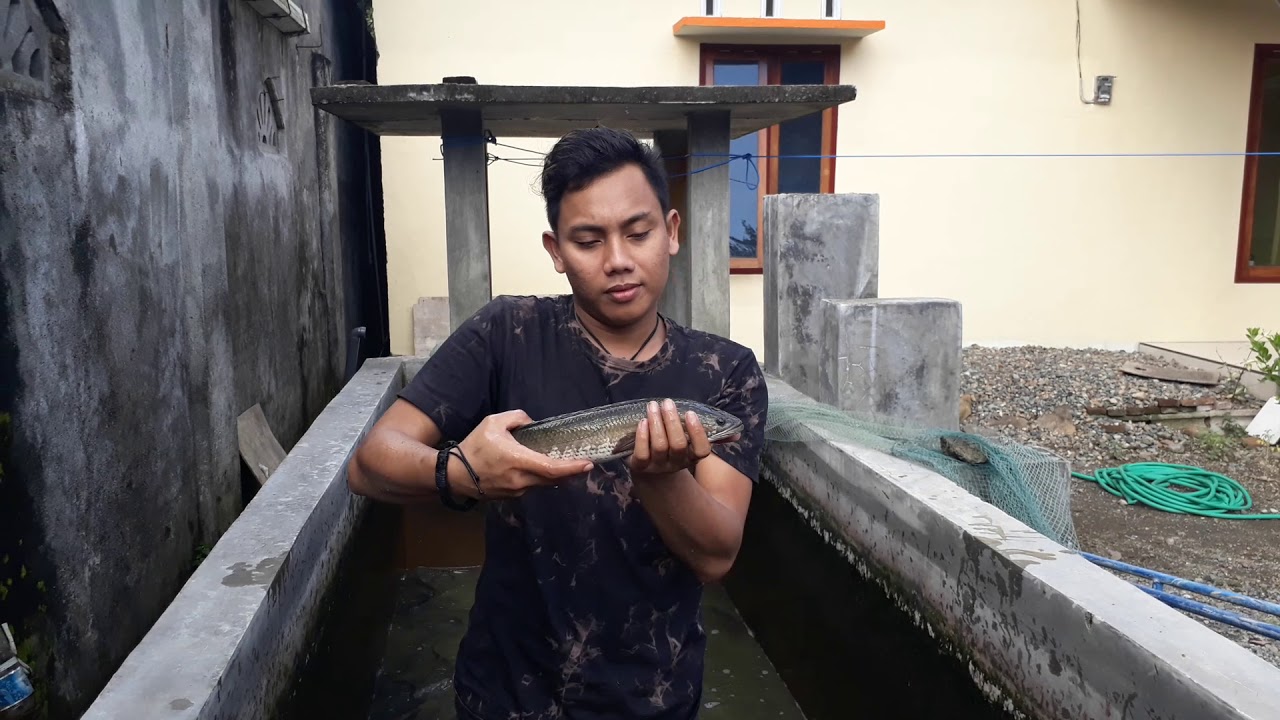 Budidaya ikan gabus, ( CARA PEMILIHAN INDUKAN ) 
