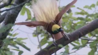 I'm A Bird Motha F***** BBC Earth Remix