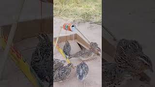 Unique Bird Trap Using Cardboard and bottle #handmade #youtubeshorts