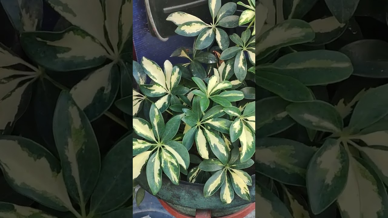 Heptapleurum Arboricola Plant 